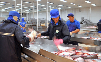 Workers kill pangasius catfish before transfering them to the next processing line in a seafood factory in the Mekong delta of Vietnam. (© Jamesbox | Dreamstime.com)