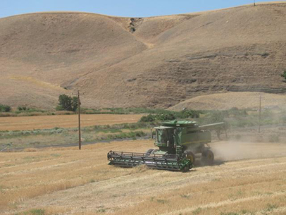 A combine at full throttle at harvest time near Tri-Cities in southeast Washington state. (Photo by Horst Onken)