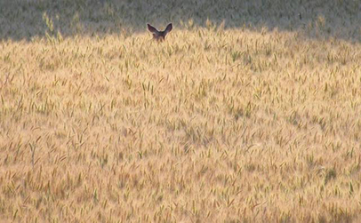 A deer makes its way through a wheat field on the Palouse region in southeast Washington. More land is planted with wheat in the world than any other crop. It provides 20 percent of the world’s caloric consumption, and 20 percent of the protein for half of the world’s poorest people. (Photo by Horst Onken)