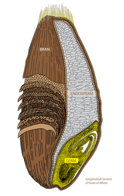 The three parts of a wheat kernel are the bran, the germ and the endosperm. (Illustration courtesy of the Kansas Wheat Commission) 