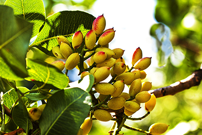 Pistachio nuts on tree