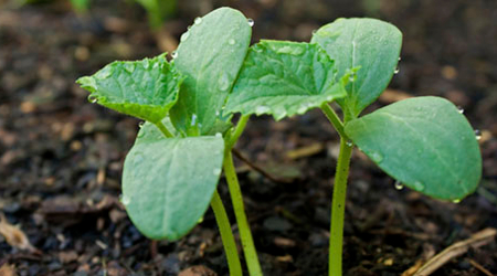 Cucumber plant