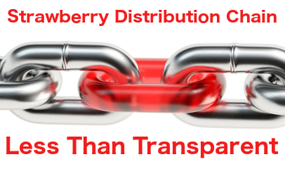 illustration strawberry distribution chain less than transparent