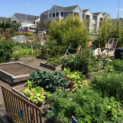 Urban and suburban agriculture comes in many forms, from reclaimed vacant lots in inner cities to repurposed areas in subdivisions. Styles of plantings also vary widely, from raised beds (top photo) to traditional garden plots (bottom photo). (Credits: Danny DeSantiago, top photo, and Jennifer Sowerwine, bottom photo)