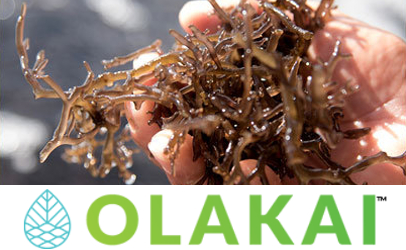 Olkai seaweed and logo