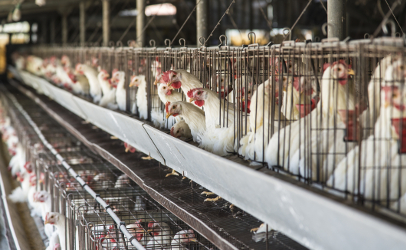 So-called battery cages such as those above are targeted by animal rights activists because they restrict movement and crowd birds together. However, cage-free does not always mean the chickens are allow to run free on the range. Overcrowding and a lack of access to the outdoors are frequently cited at operations billed as cage-free, such as the one shown below. 