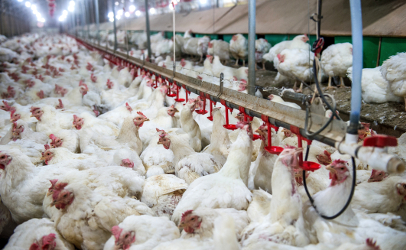 cage free chickens overcrowded