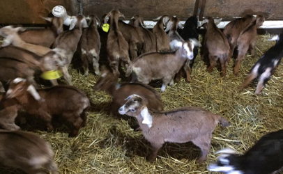 This photo from the Heaven on Earth Farm shows some of the baby goats at the rescue operation. 