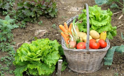 garden vegetables in basket