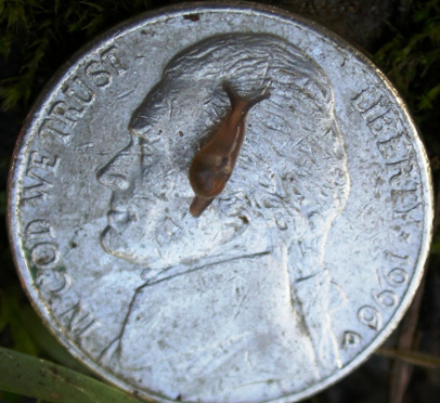 The semi-slug, officially known as Parmarion martensi, is shown here on a nickel for scale. Photo courtesy of the Hawaii Department of Health