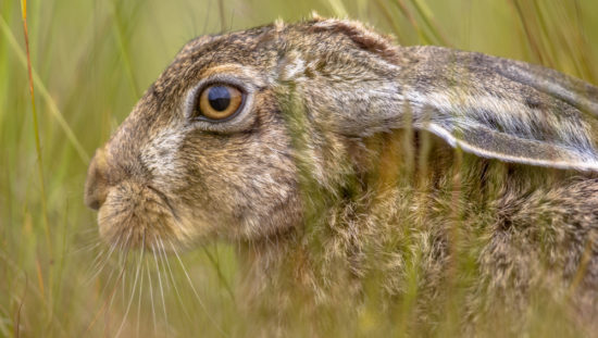 rabbit fever unlikely in food supply chain game meat carries rabbit fever