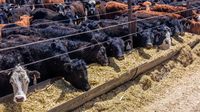 cattle feedlot CAFO cows