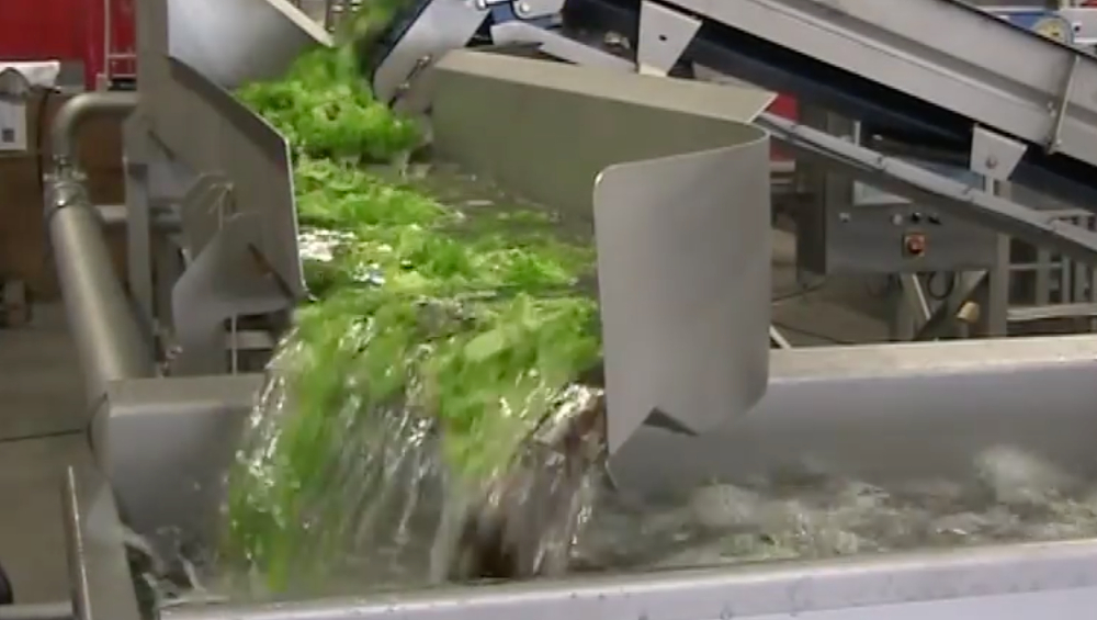 illustration lettuce processing factory