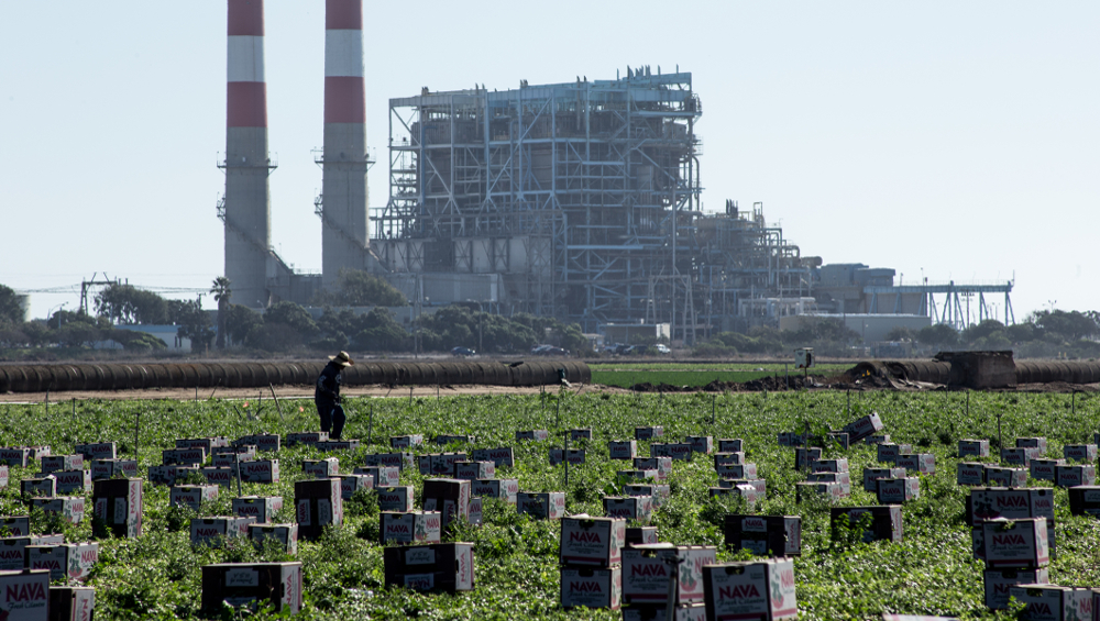 cilantro field on Pacific coast of U.S.