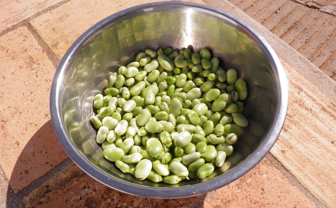 broad fava bean lectin favism