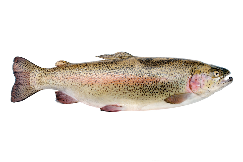 dreamstime_rainbow trout_salmonids_fish