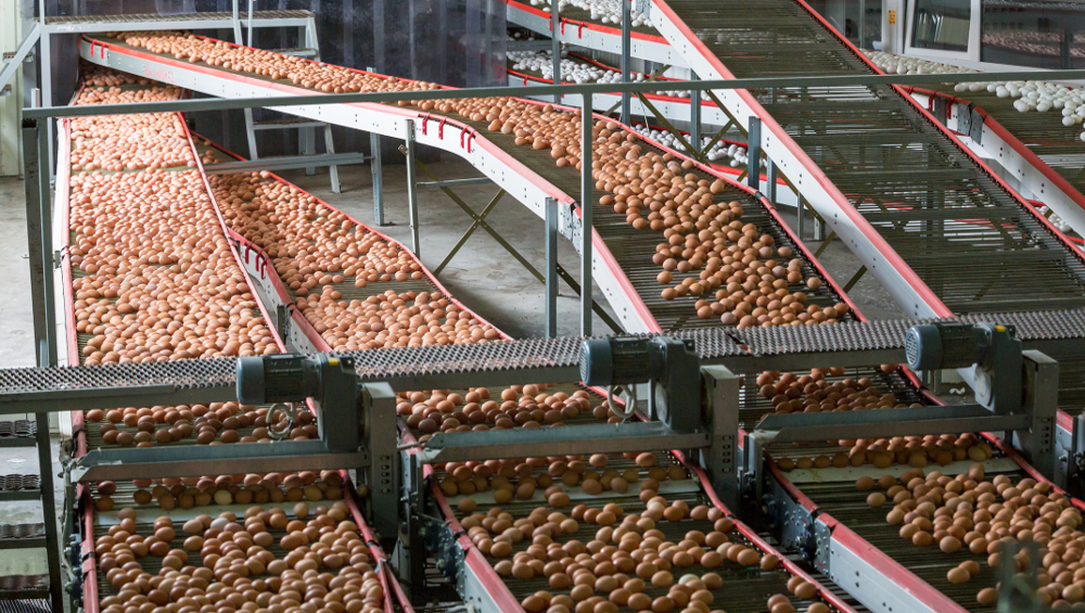 egg production line