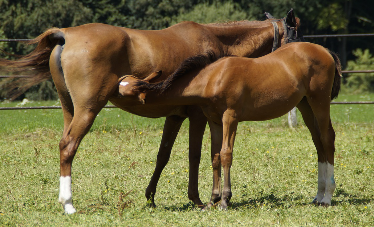 horse mare pferd equine milk