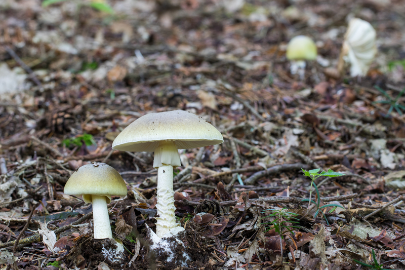 dreamstime_amanita phalloides death cap mushroom