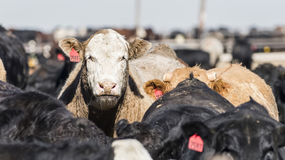 feedlot cattle