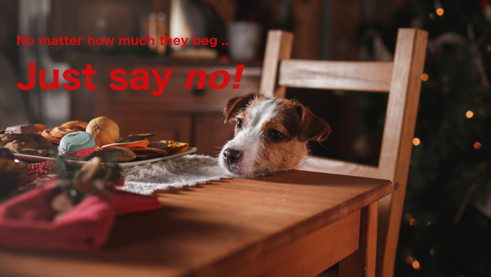 holiday pet food safety