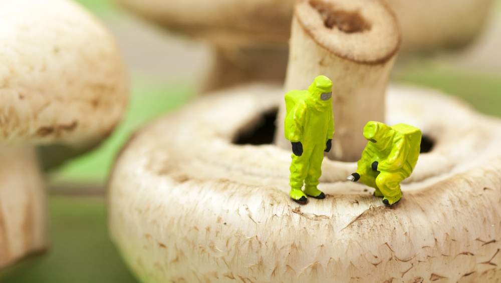 illustration mushroom gmo CRISPR