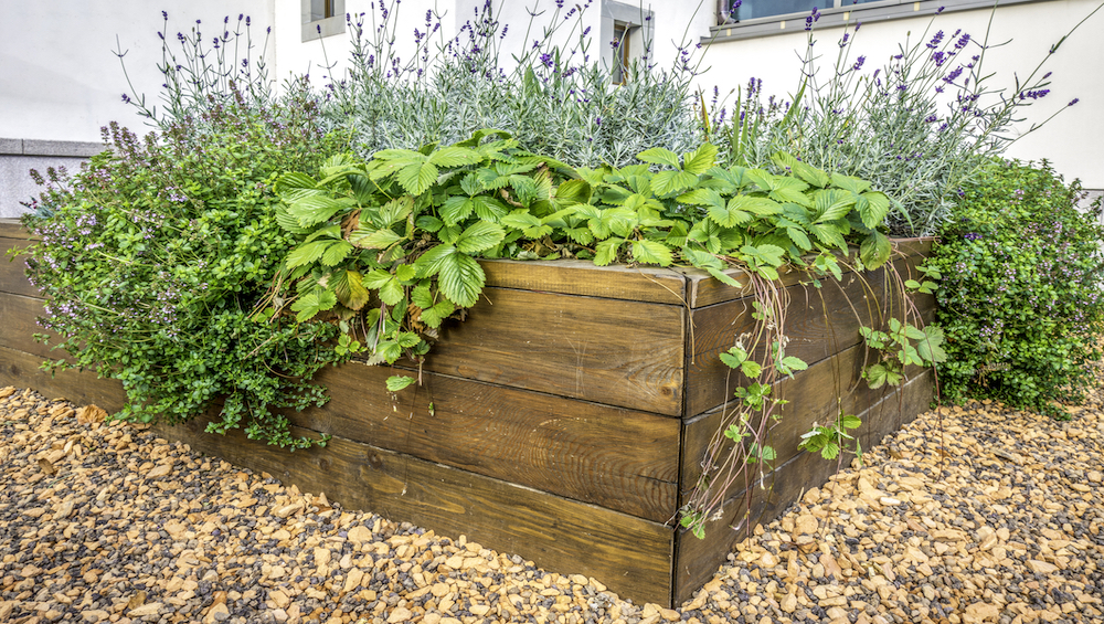 Raided beds in an urban garden growing plants herbs spices berries and vegetables