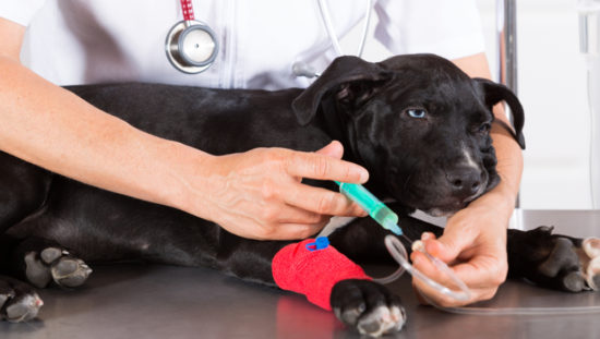 FDA cautions pet owners about recall of A+ Answers raw ...