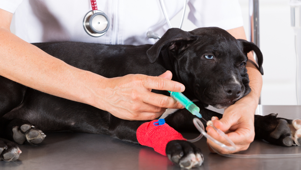 sick dog vet injection