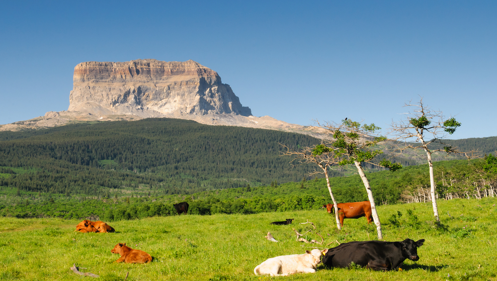 Chief Mountain