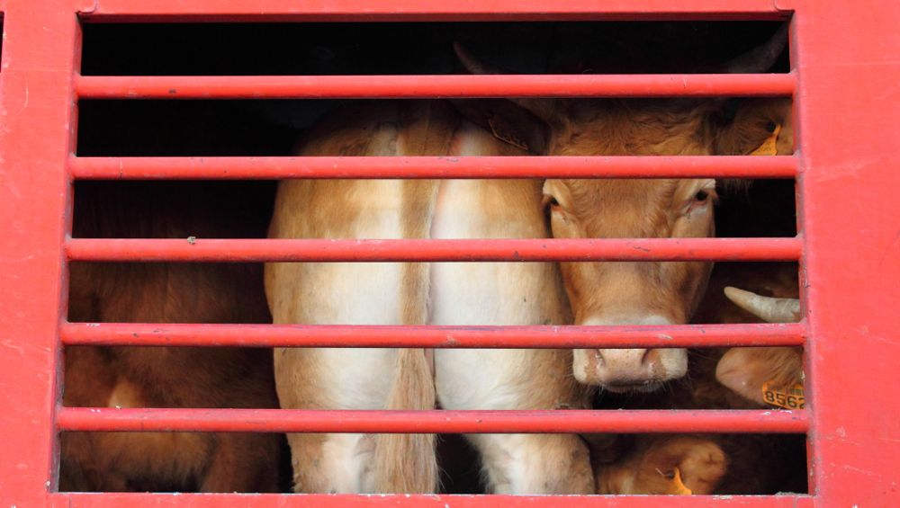 Calf transport