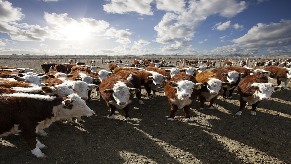 Hereford cattle