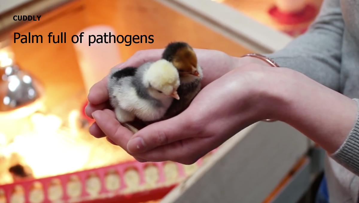 chicks cuddly backyard flock