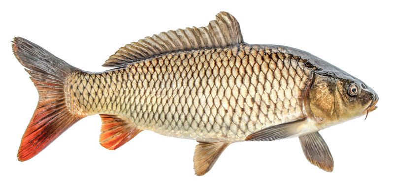 Carp fish