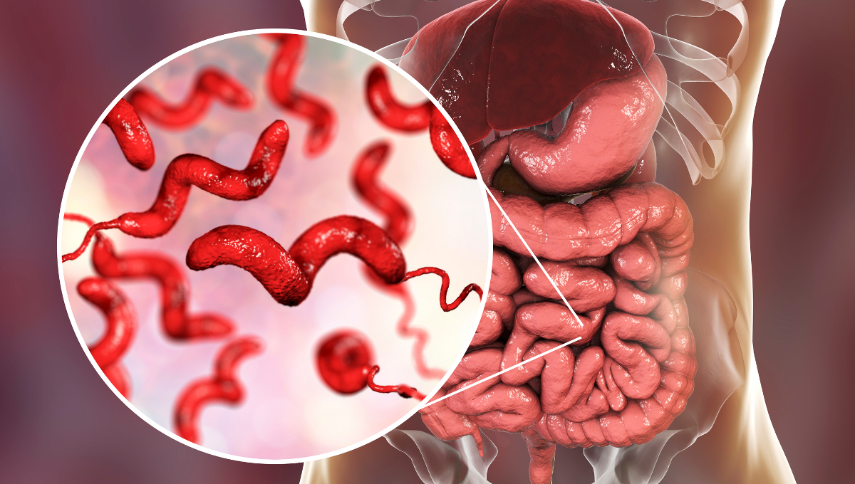 illustration campylobacter in gut