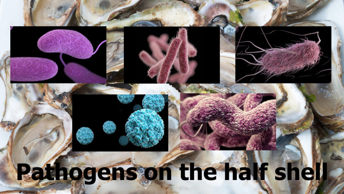 Outbreak of infections linked to raw oysters appears to be over Food