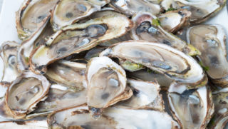 Oysters 1200X680