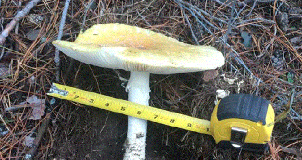 poison mushroom Amanita muscaria var. guessowii