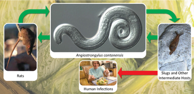 rat lungworm life cycle 650 px