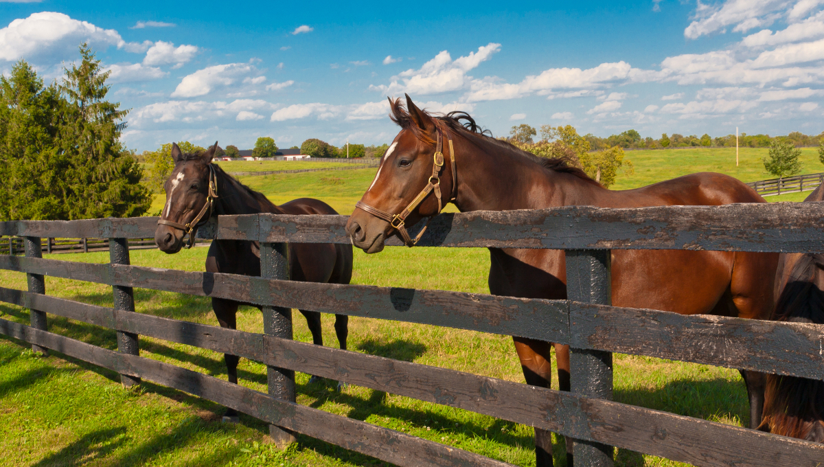 Horses at horse farm