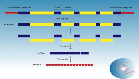 geneediting_1200x680-550x312.jpg