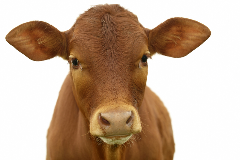 Young calf with white background