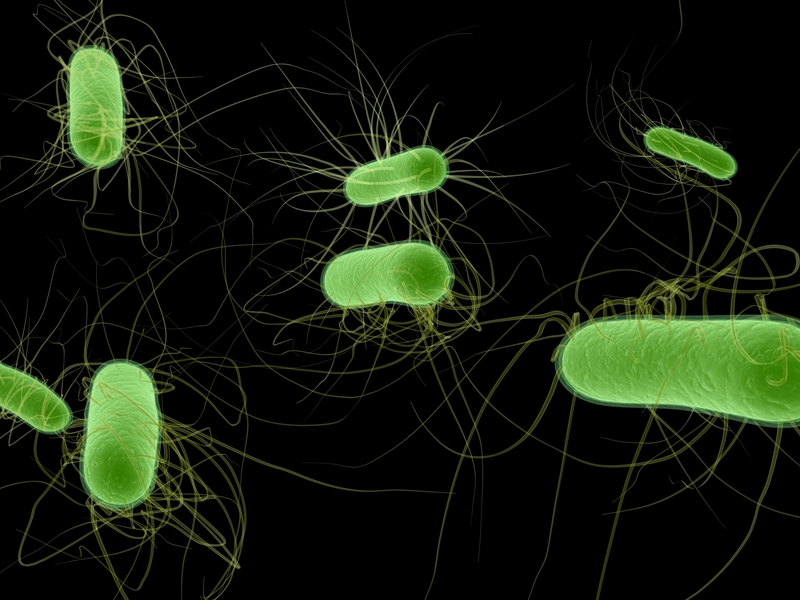 dreamstime_e. coli hus stec pathogen