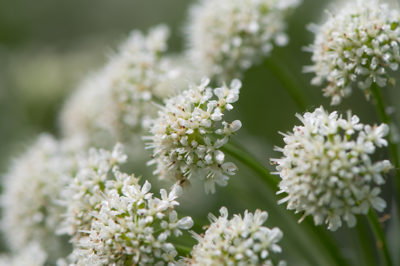 Hemlock water