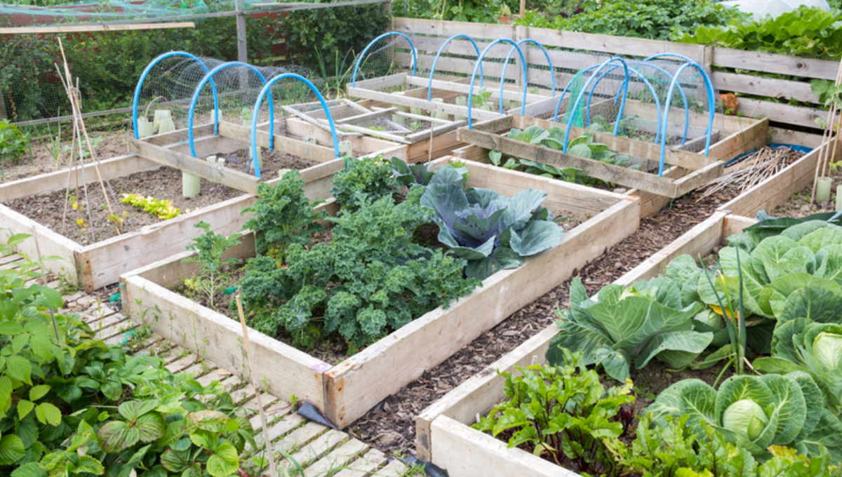 home vegetable garden