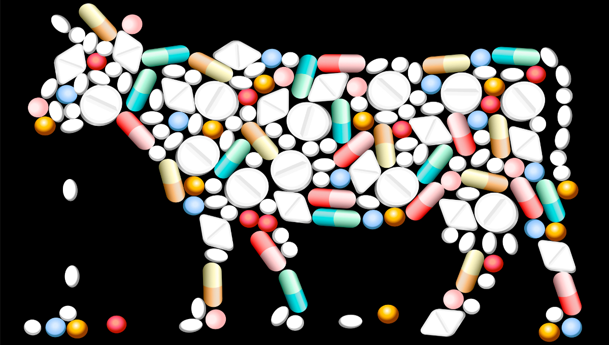 cow animal antiobitcs resistance