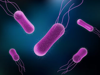 Dreamstime Salmonella Bacteria Pathogen 2