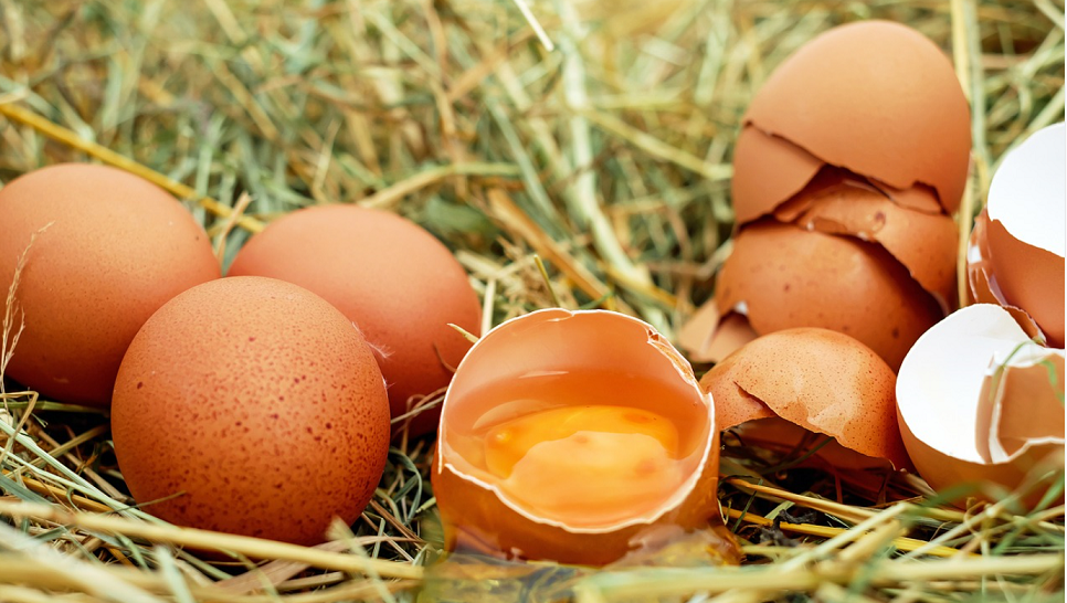 pixabay egg salmonella