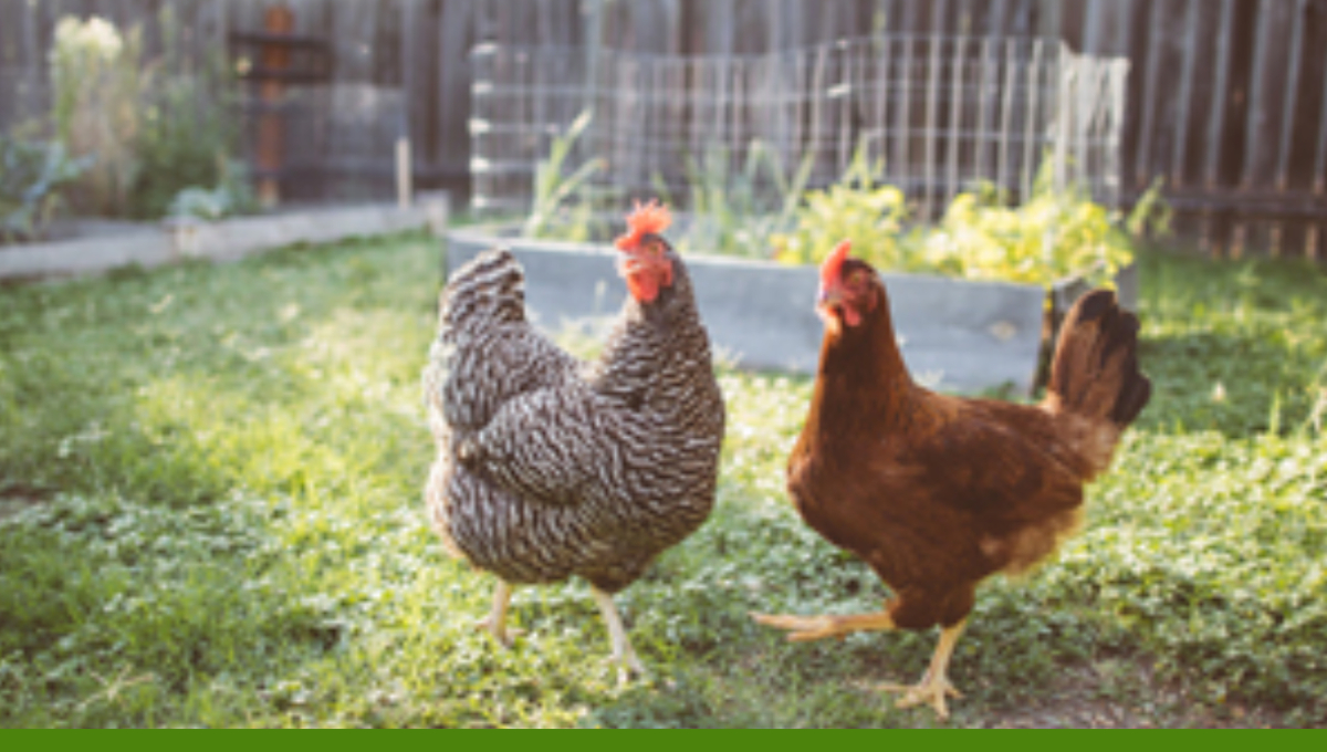 backyard flock chickens