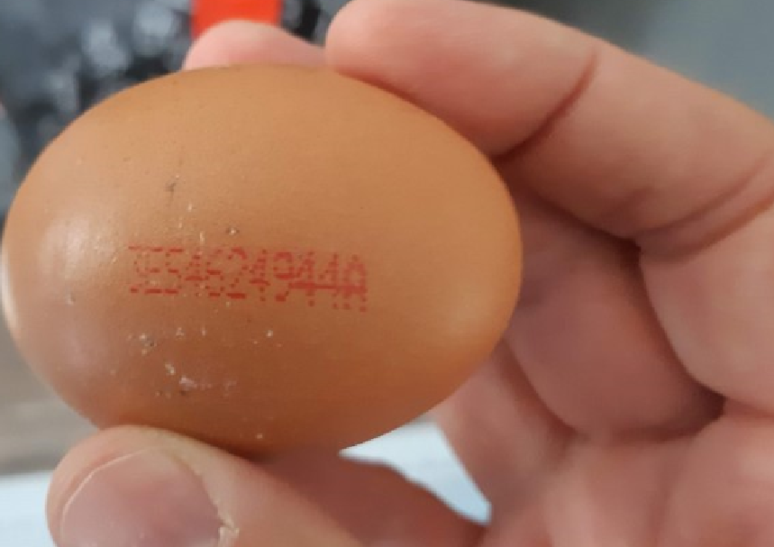 nvwa netherlands salmonella egg